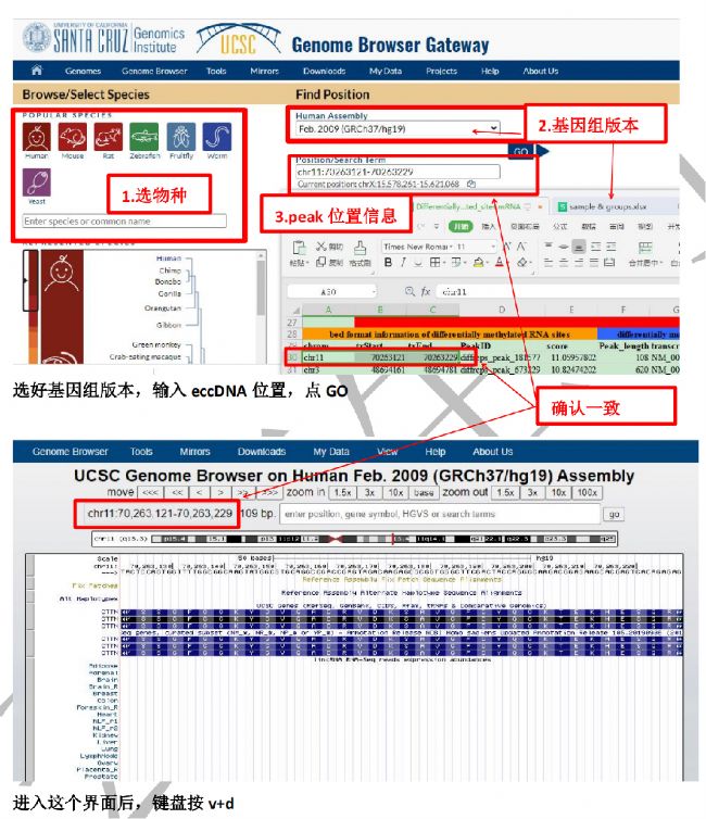 (1)MeRIP-seq的測序結(jié)果中篩選得來